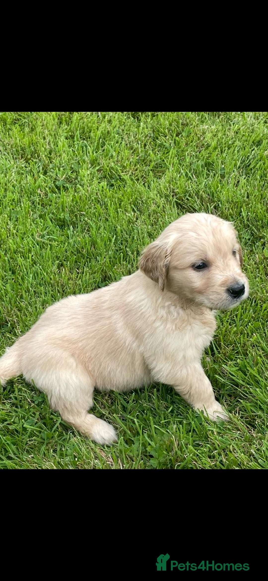 Golden Retriever dogs for sale: Golden retriever puppies  - Image 3