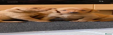 Labrador Retriever 4