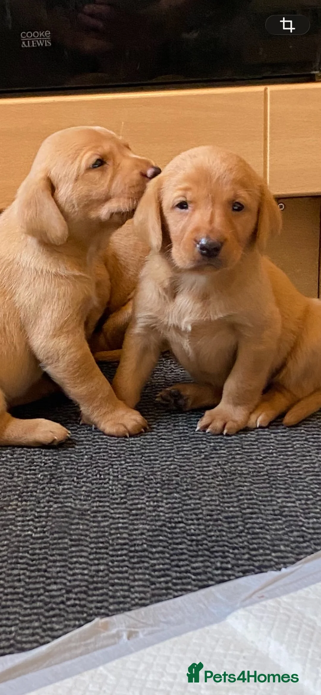 Labrador Retriever dogs for sale: Kc Registered working Labrador puppies   - Advert 2