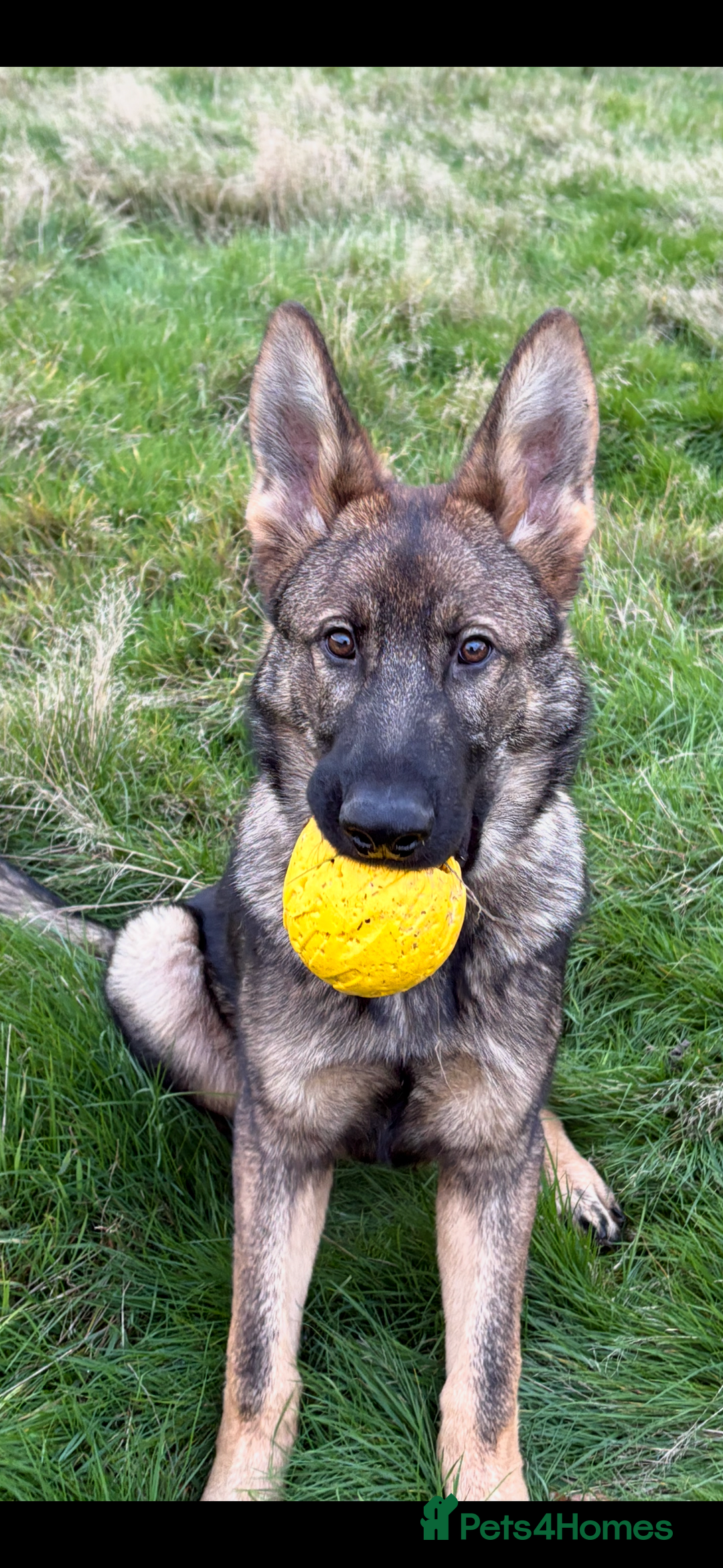 German Shepherd dogs for sale: EQIDIUS IMPORT PUPPY (SLOVAKIA)  - Image 5