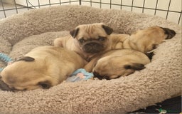 Pug dogs for sale: Perfect pug pups - Image 13