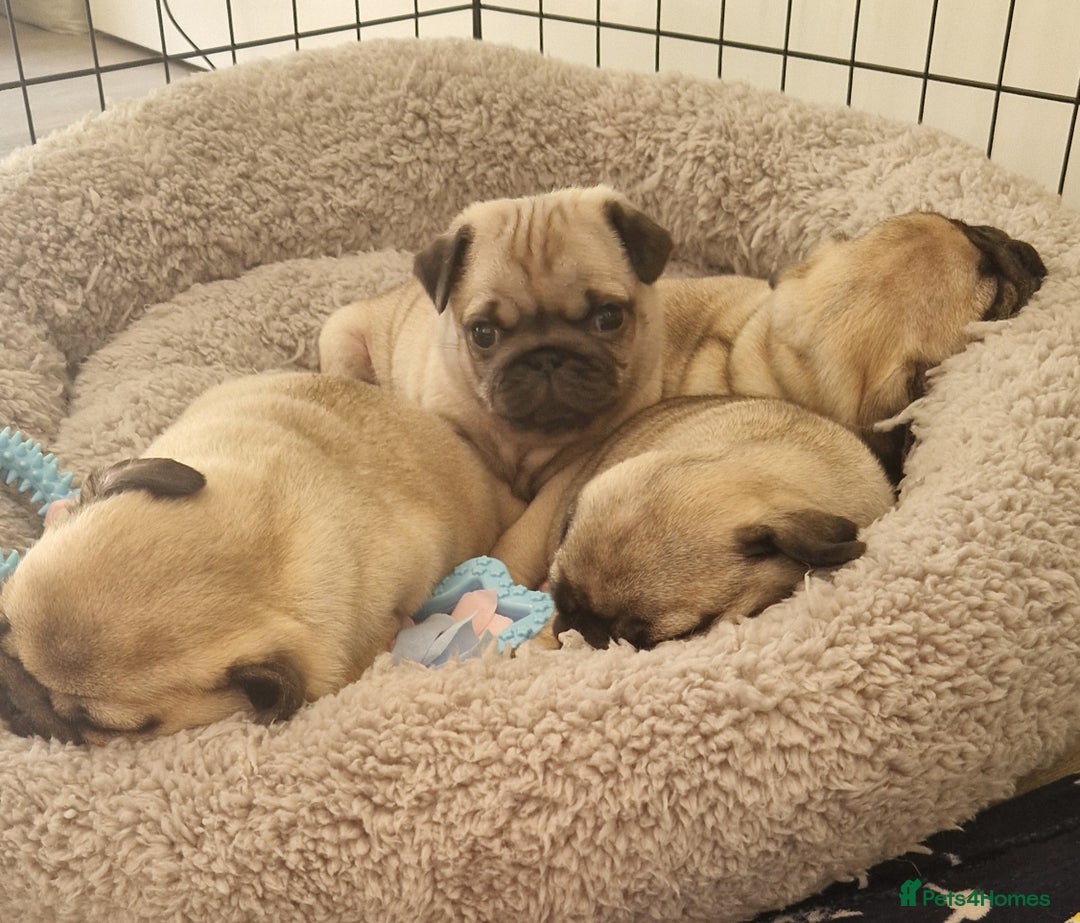 Pug dogs for sale: Perfect pug pups - Image 13