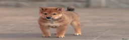 Japanese Shiba Inu dogs for sale: Beautiful Shiba Inu puppies  - Advert 17