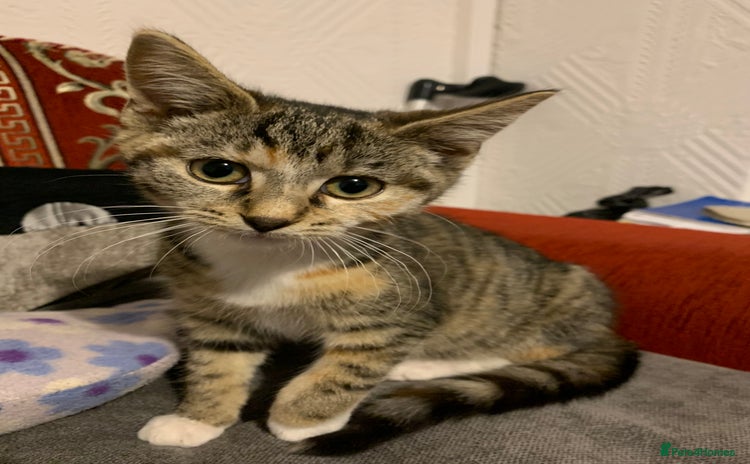 Mixed Breed cats - Advert 12