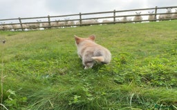 Welsh Corgi Pembroke dogs for sale: Stunning KC Registered Corgis - Image 8