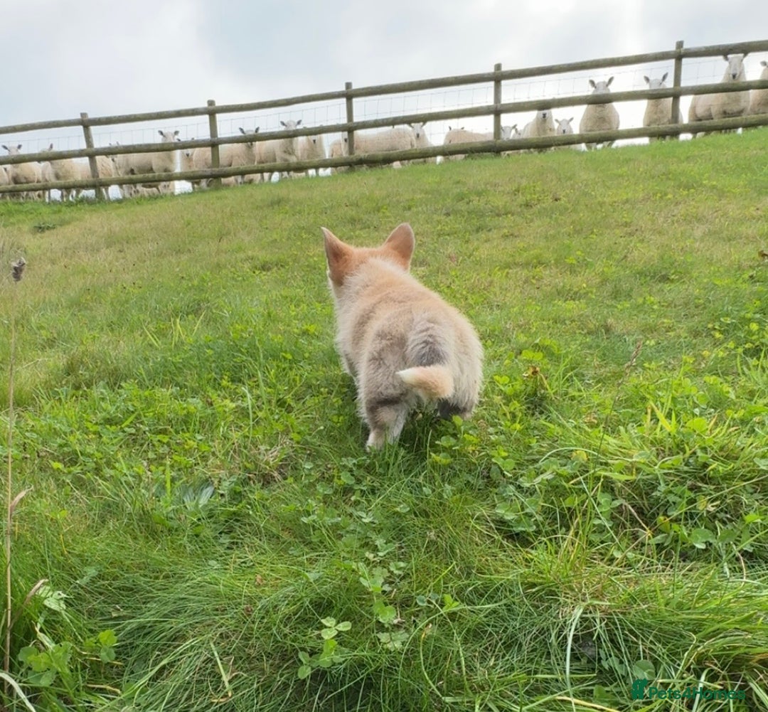 Welsh Corgi Pembroke dogs for sale: Stunning KC Registered Corgis - Image 8