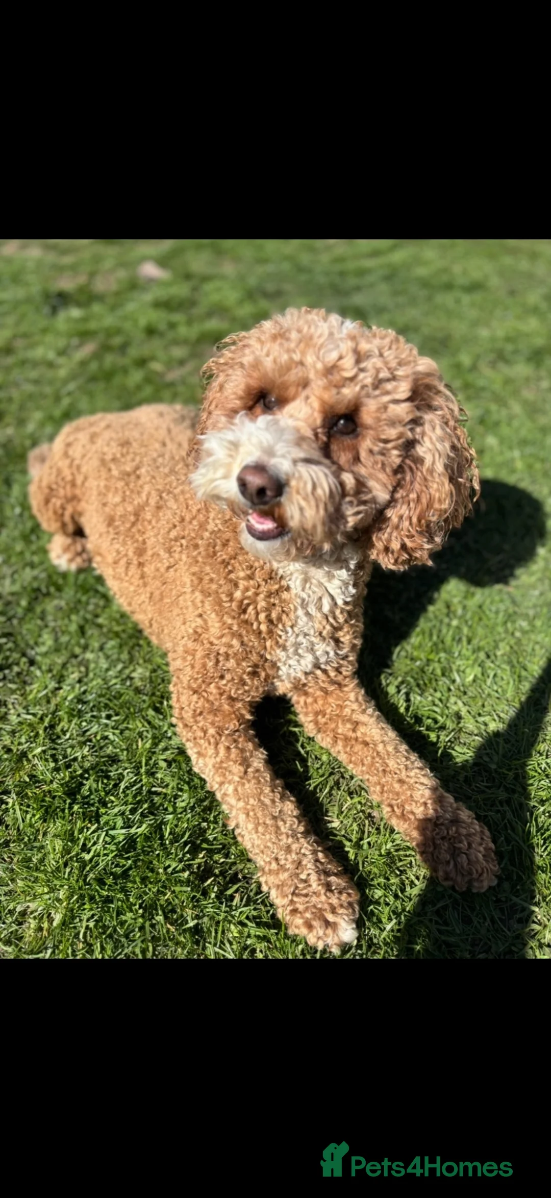 Cockapoo dogs for sale: F2 cockapoo puppies  - Advert 14