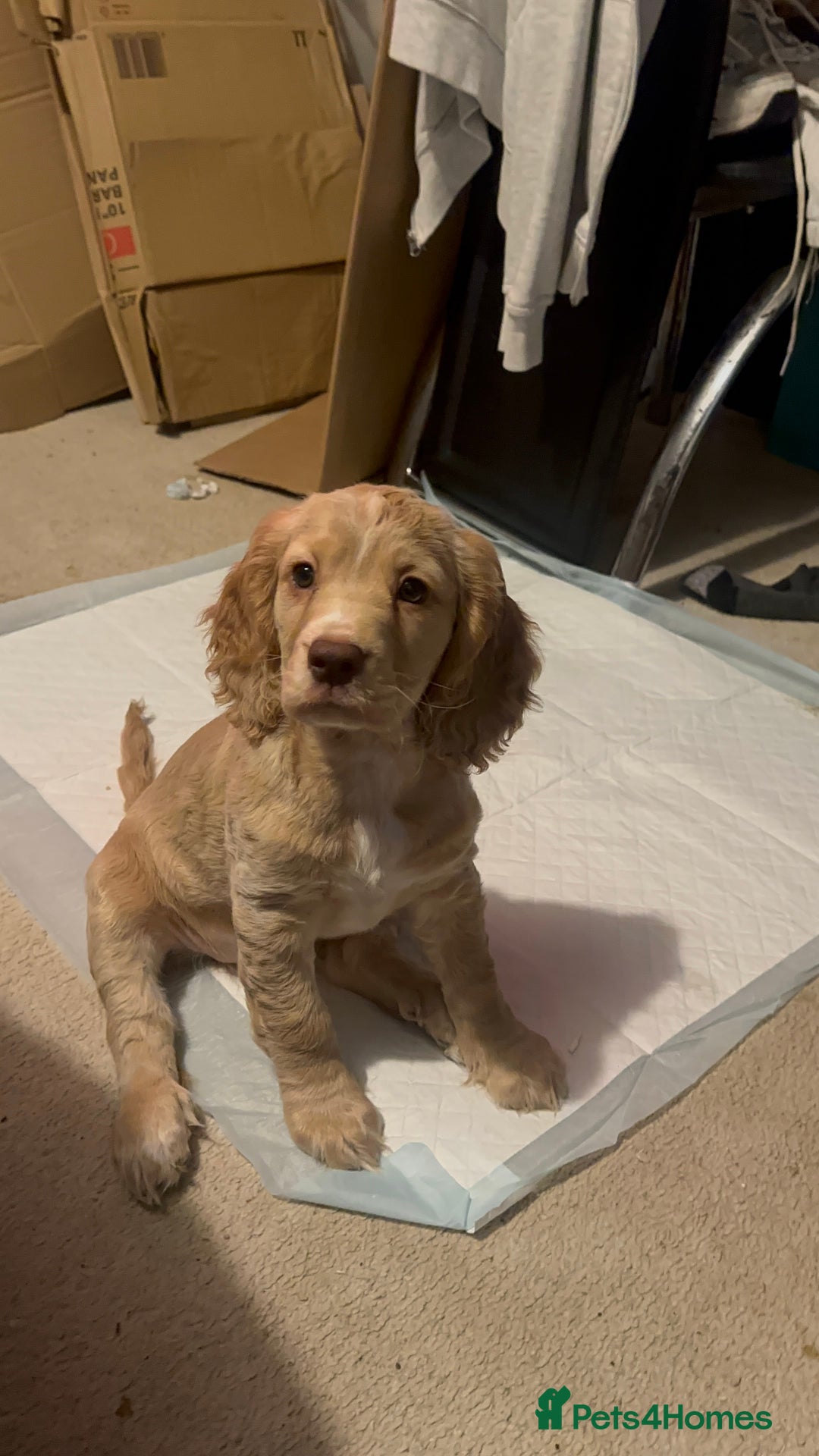 Cocker Spaniel dogs for sale: Working Cocker Spaniel Puppies - Advert 14