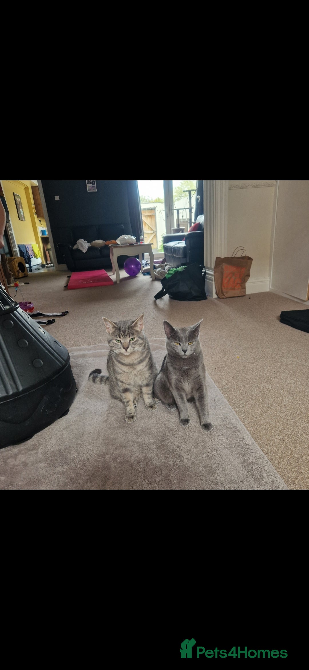 Mixed Breed cats 2 very chilled cats looking for their new home. - Advert 1