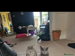 Mixed Breed cats 2 very chilled cats looking for their new home. - Advert 1