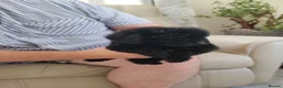 Cavapoo dogs for sale: ADORABLE DNA TESTED TOY CAVAPOO PUPPY'S  - Advert 34