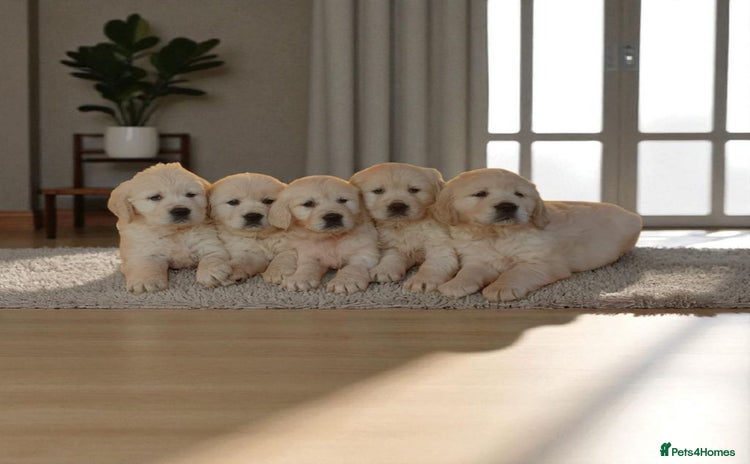 Golden Retriever dogs - Advert 2