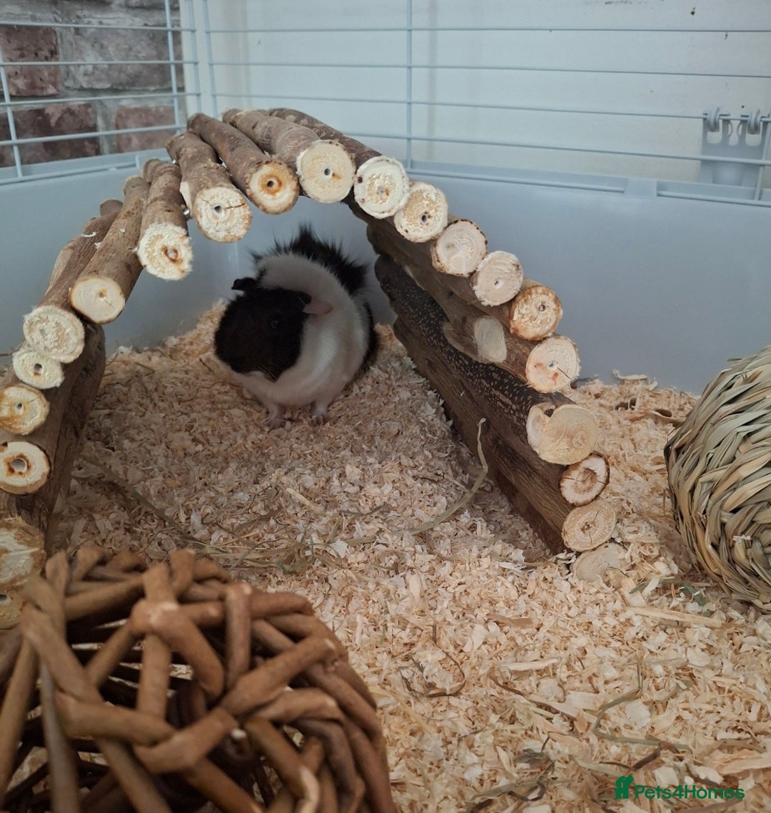 Guinea Pig rodents for sale: Guinea pigs and huge set up (huge deal) - Advert 10