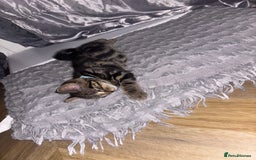 American Shorthair cats for sale: Tabby Kitten  - Image 23