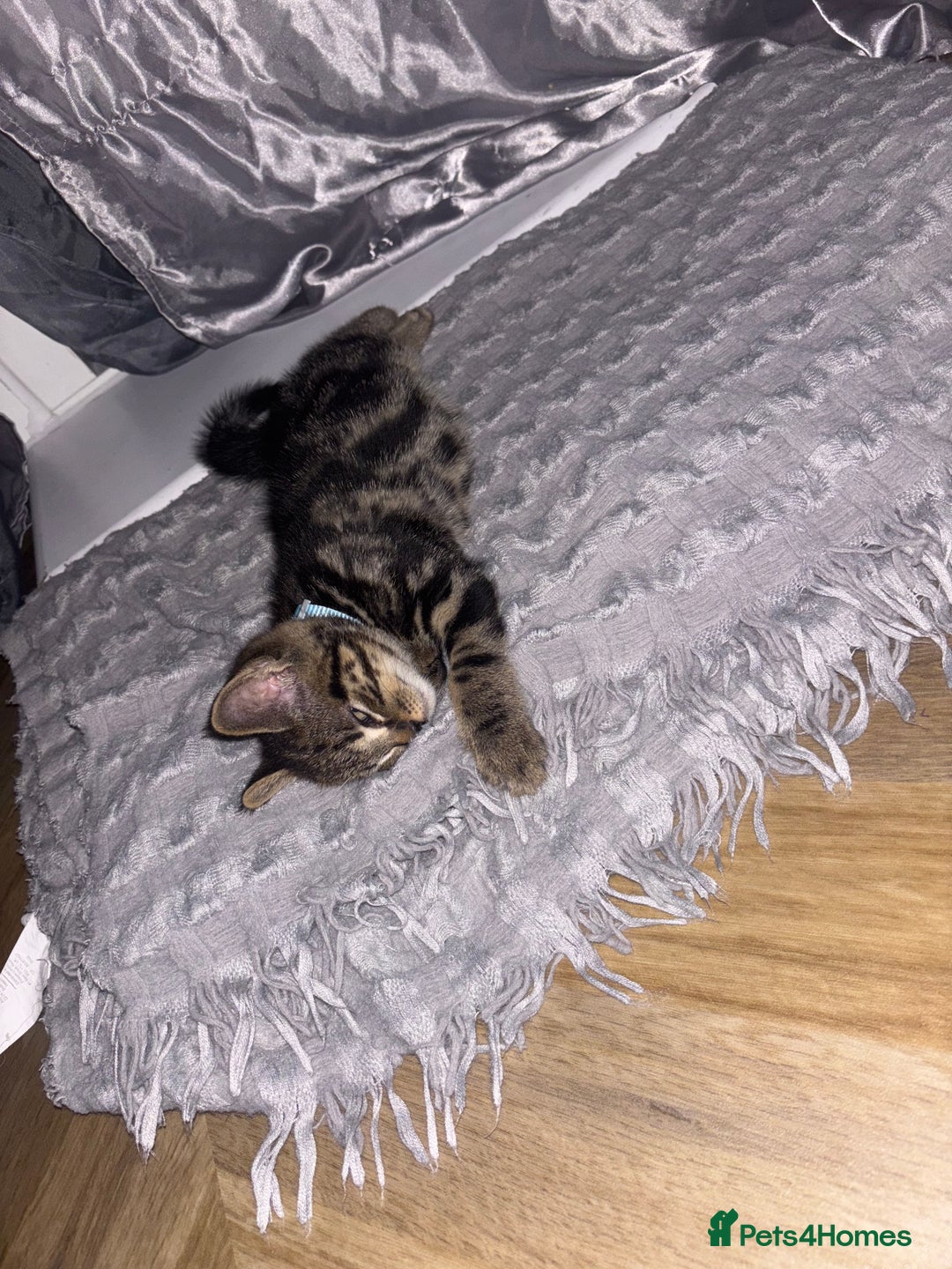 American Shorthair cats for sale: Tabby Kitten  - Image 23