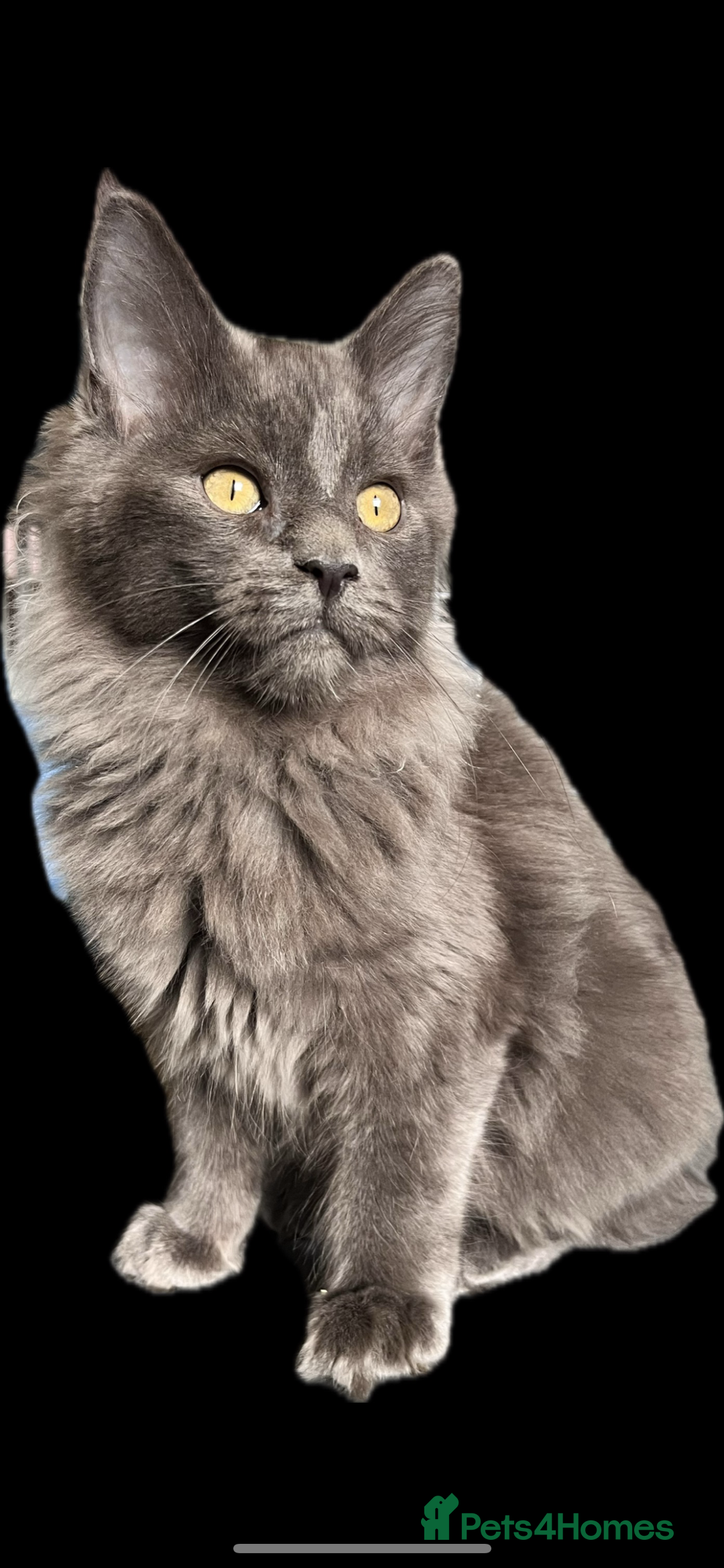 Maine Coon cats for sale: 🏆 PEDIGREE MAINE COON KITTENS GCCF 🏆  - Advert 26