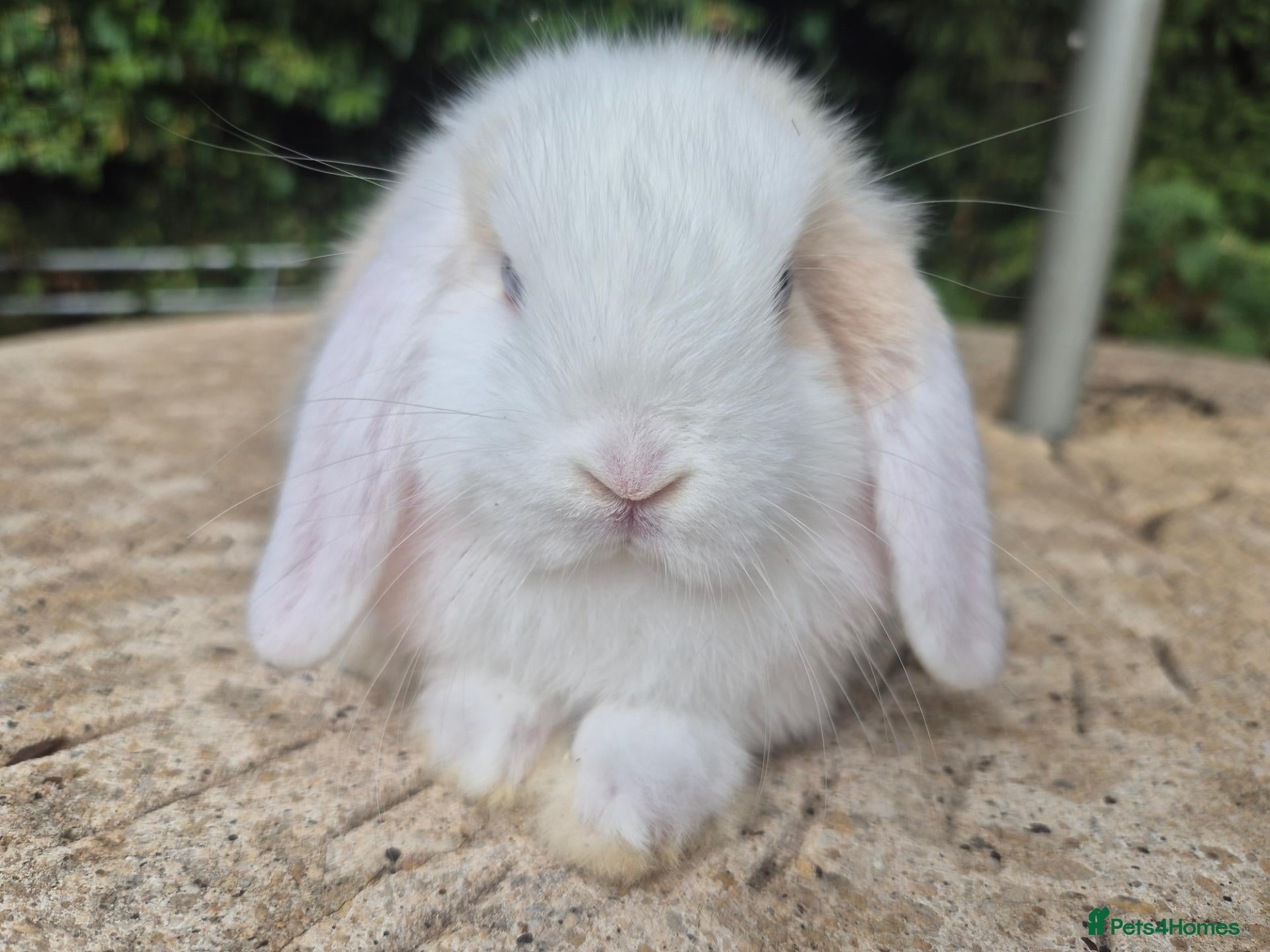 Mini Lop rabbits 🍓Gorgeous mini lop babies 🍓 - Advert 1