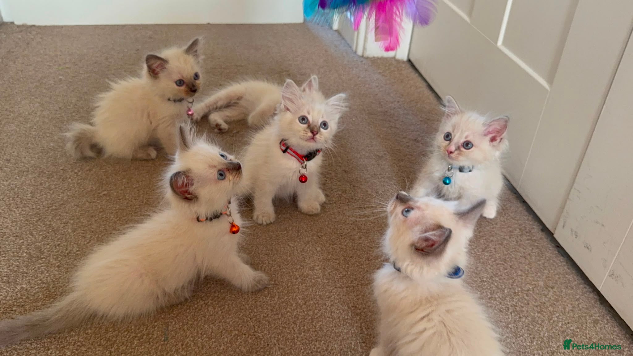 Ragdoll cats Purebred Ragdol Kitten - DNA Verified 100% - Advert 2