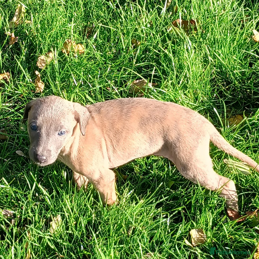 Mixed Breed dogs for sale: Bedlington whippet/Bedlington greyhound x whippet - Advert 22