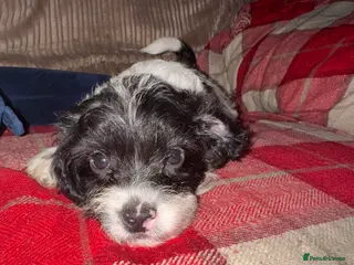 Mixed Breed dogs 7 Spinger cross Shihpoo puppies - Advert 11