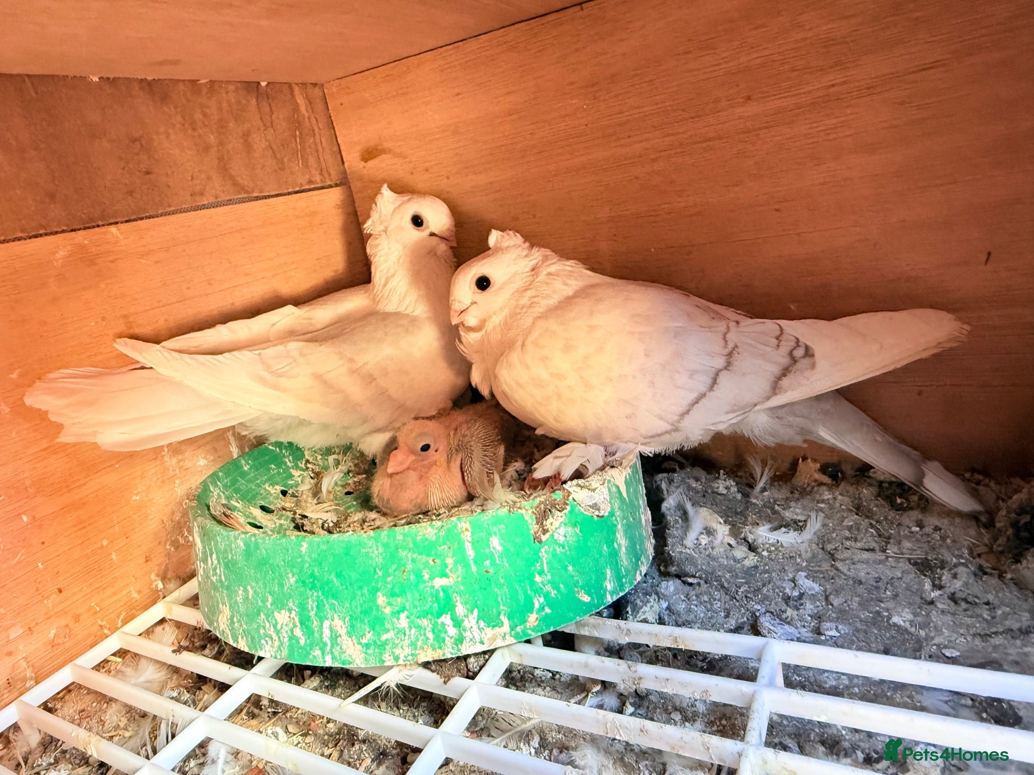Pigeons birds Premium Breeding Pigeons Top Quality Pairs Availab - Advert 2