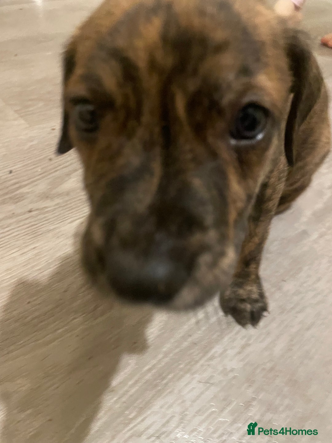 Lurcher dogs for sale: Greyhound/deerhound brindle lurchers - Advert 11