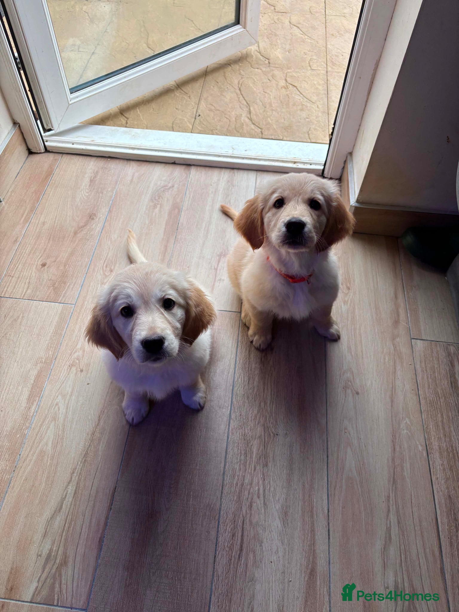 Golden Retriever dogs *JUST 2 GIRLS LEFT* - Advert 3
