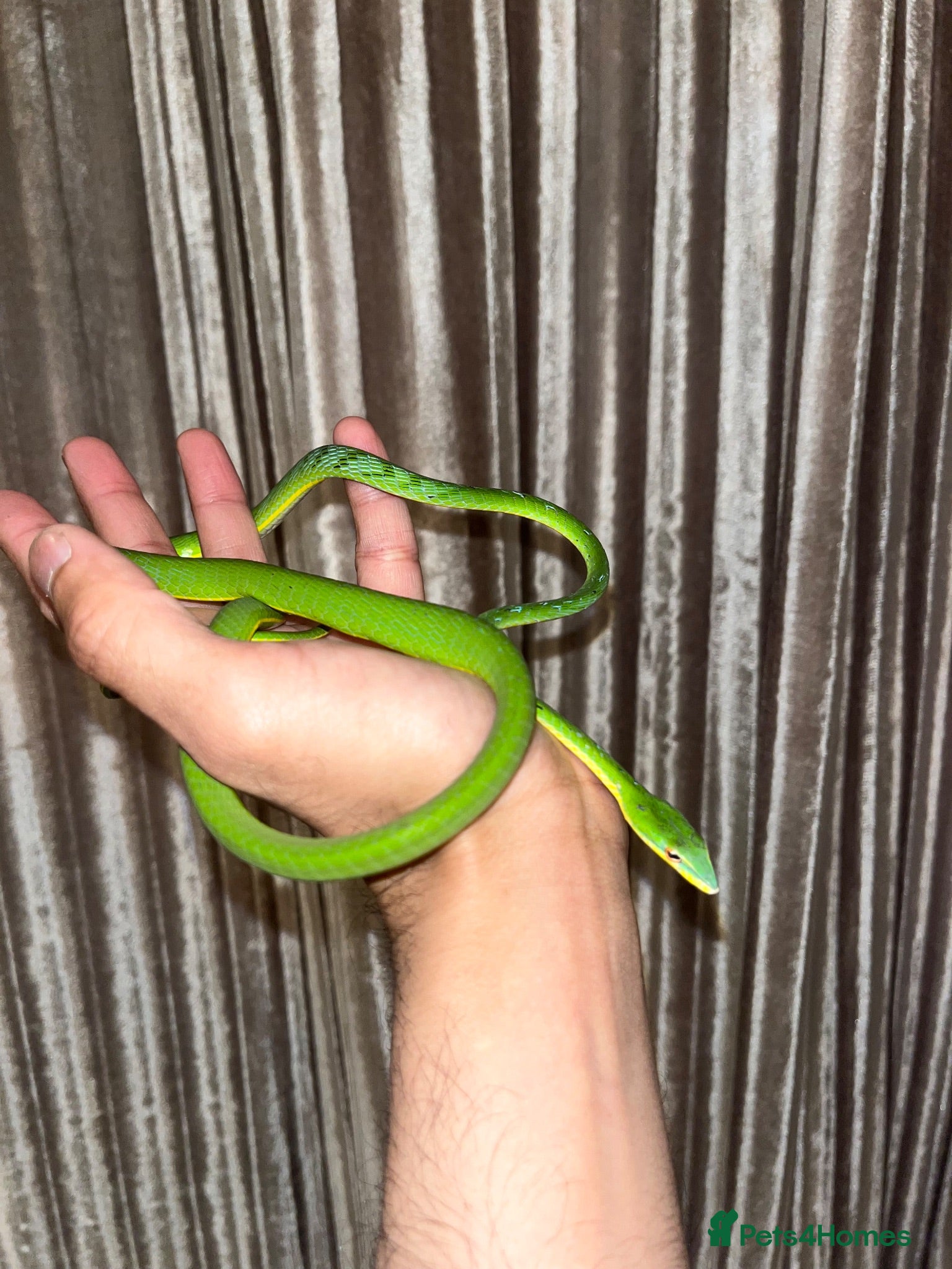 Snake reptiles Asian Vine Snake - the most beautiful snake! - Advert 1