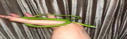 Snake reptiles for sale: Asian Vine Snake - the most beautiful snake! - Advert 3