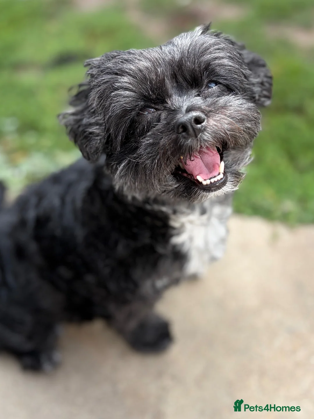 Mixed Breed dogs for sale: White boy Lhasapoochon - Advert 7