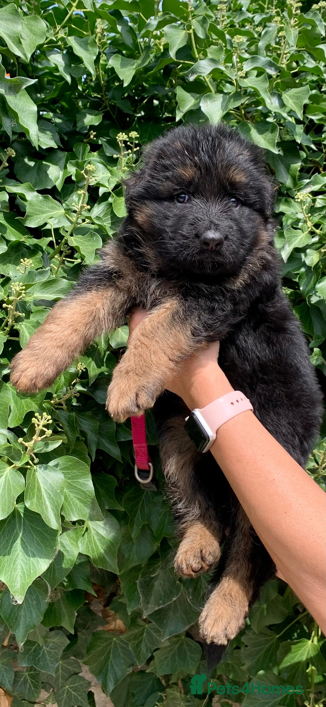 German Shepherd dogs for sale: Long Haired GSD Puppies. Only 1 boys LEFT!  - Image 26