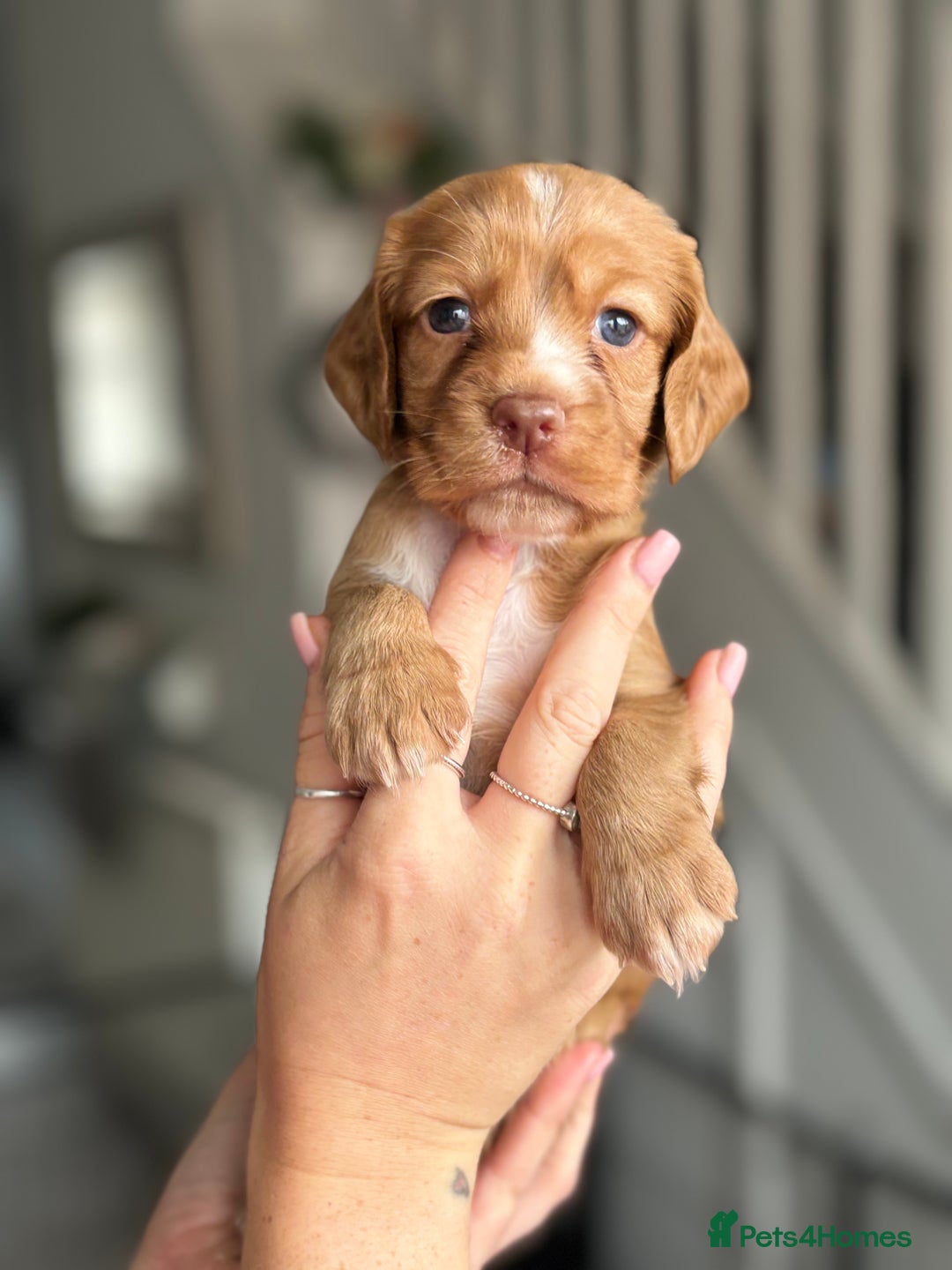 Cocker Spaniel dogs for sale: Cocker spaniel (working cocker spaniel)   - Image 17