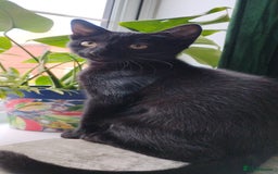 Mixed Breed cats for sale: 5 lovely kittens - Image 17