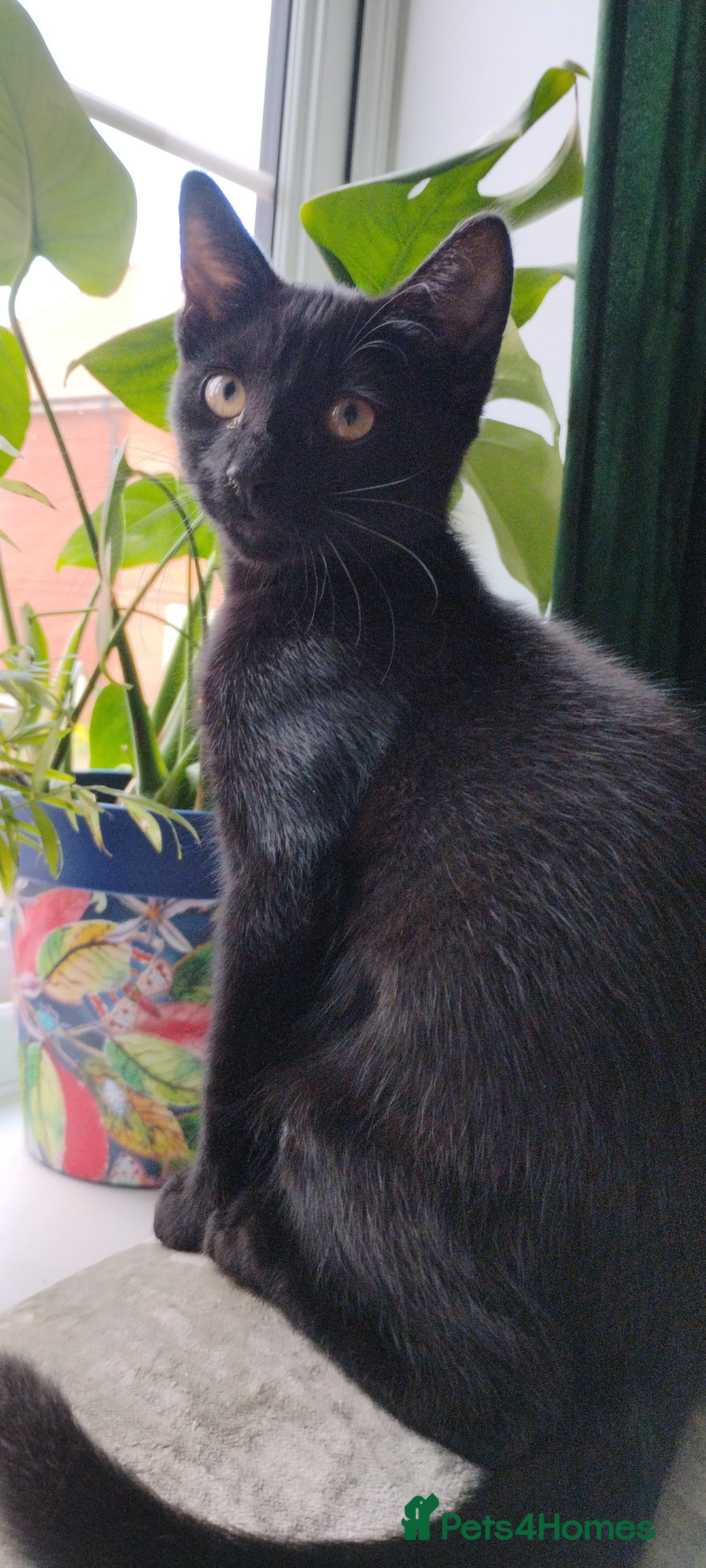 Mixed Breed cats for sale: 5 lovely kittens - Image 17