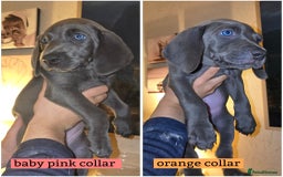 Weimaraner dogs for sale: *2 LEFT *BEAUTIFUL KC WEIM PUPS 2ND/FINAL LITTER  - Advert 2