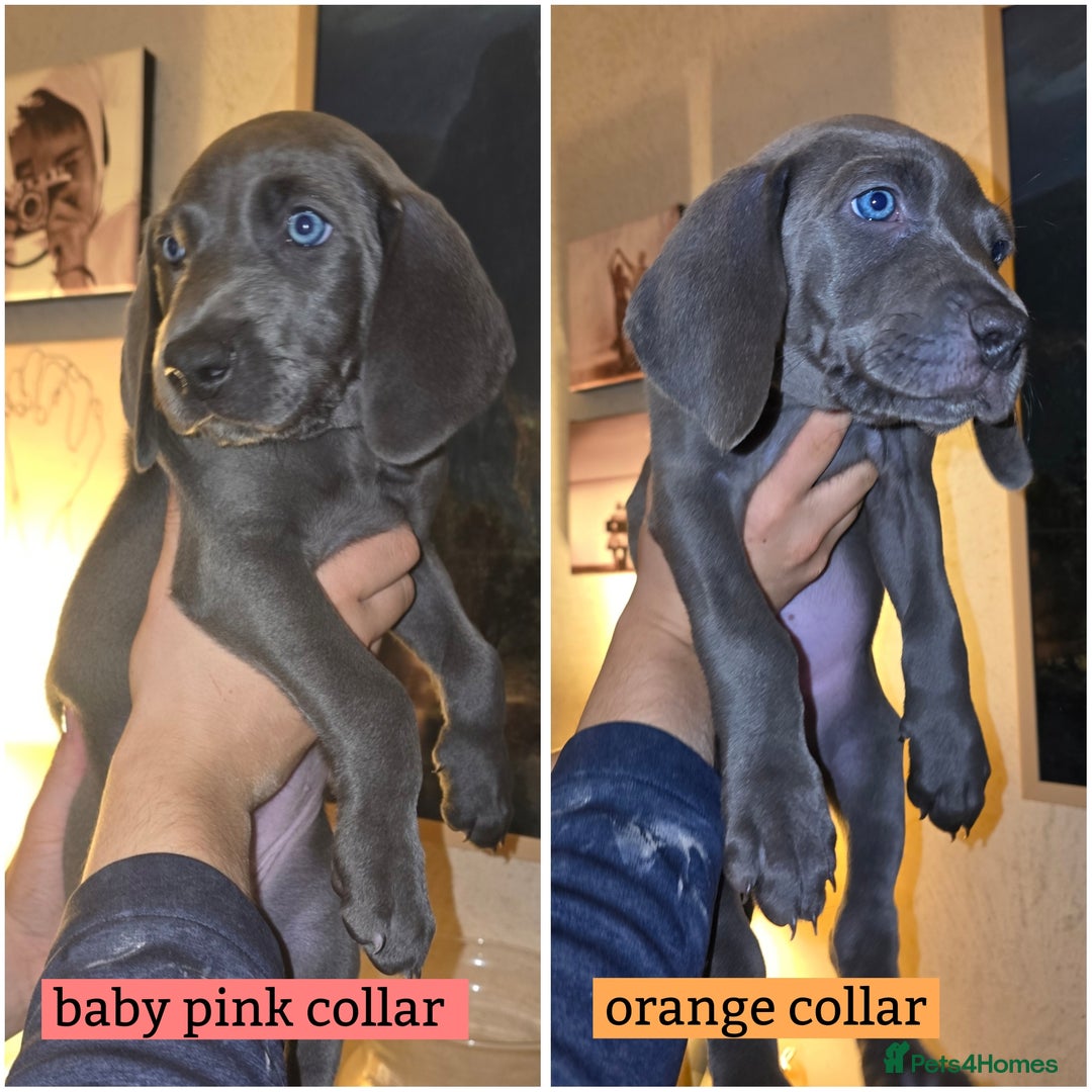 Weimaraner dogs for sale: *2 LEFT *BEAUTIFUL KC WEIM PUPS 2ND/FINAL LITTER  - Advert 2