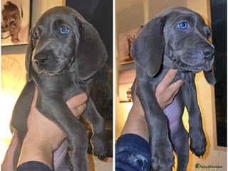 Weimaraner dogs *2 LEFT *BEAUTIFUL KC WEIM PUPS 2ND/FINAL LITTER - Advert 10