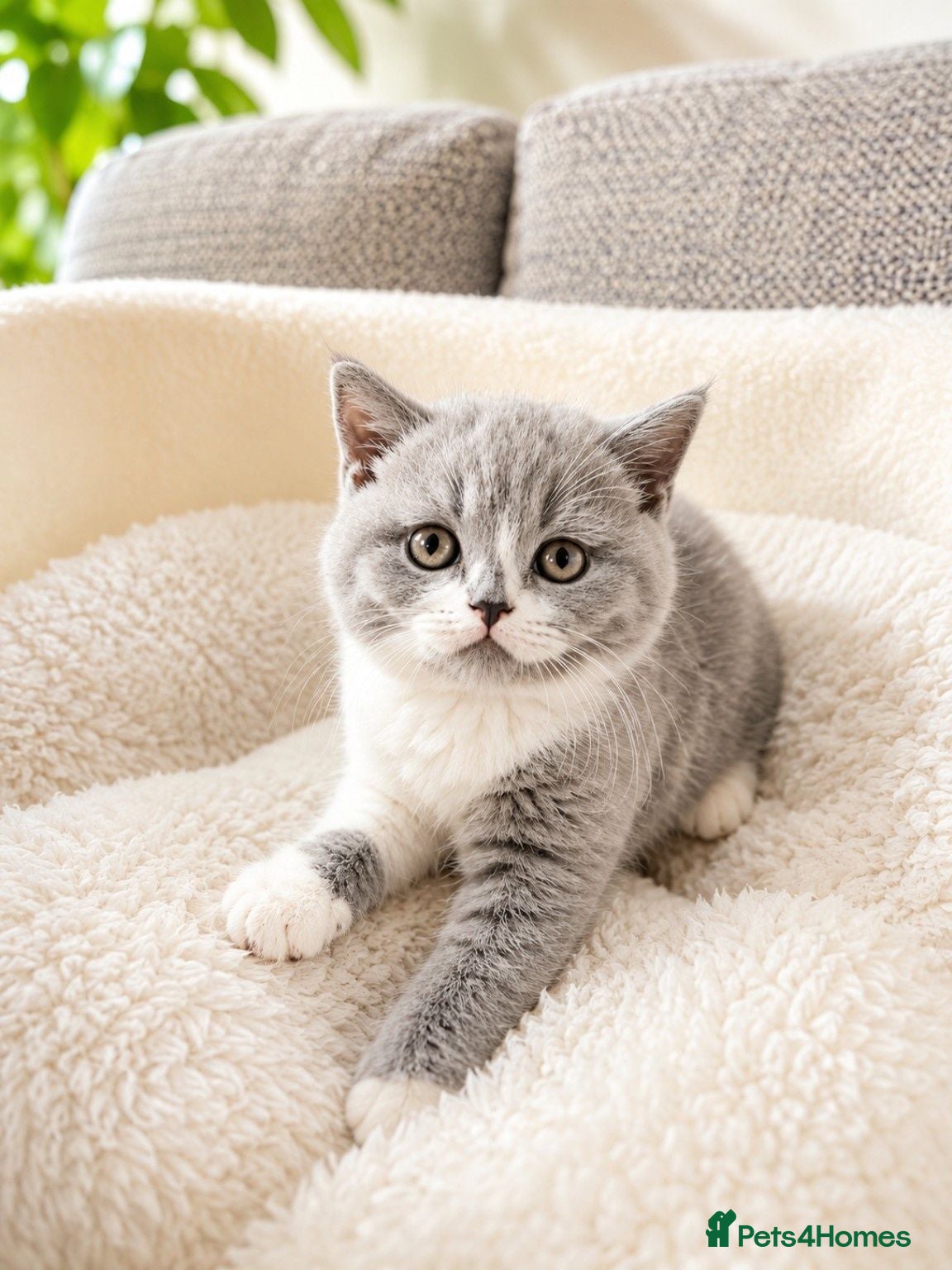 British Shorthair cats British Shorthair Kittens - Advert 1