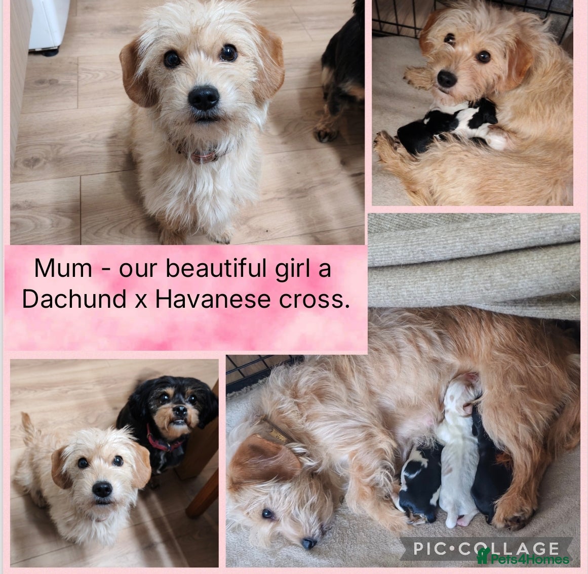 Mixed Breed dogs Cavalier Mixed breed pups. (Havanese / Dachshund) - Advert 2