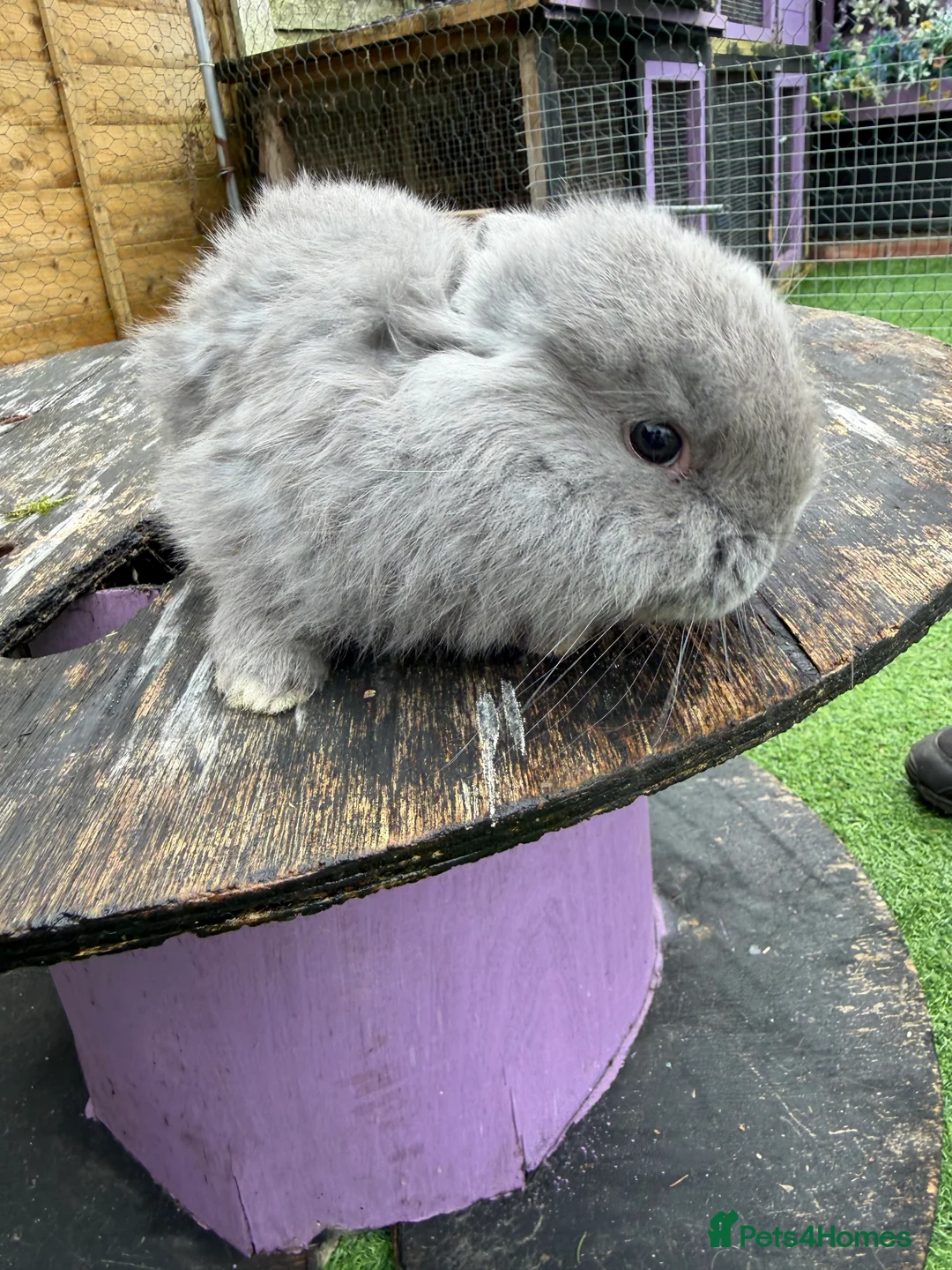 French Lop rabbits for sale: French lops  - Advert 15
