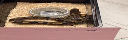 Python Snake reptiles for sale: Clown Clutch/Blackhead Mahogany  - Advert 2