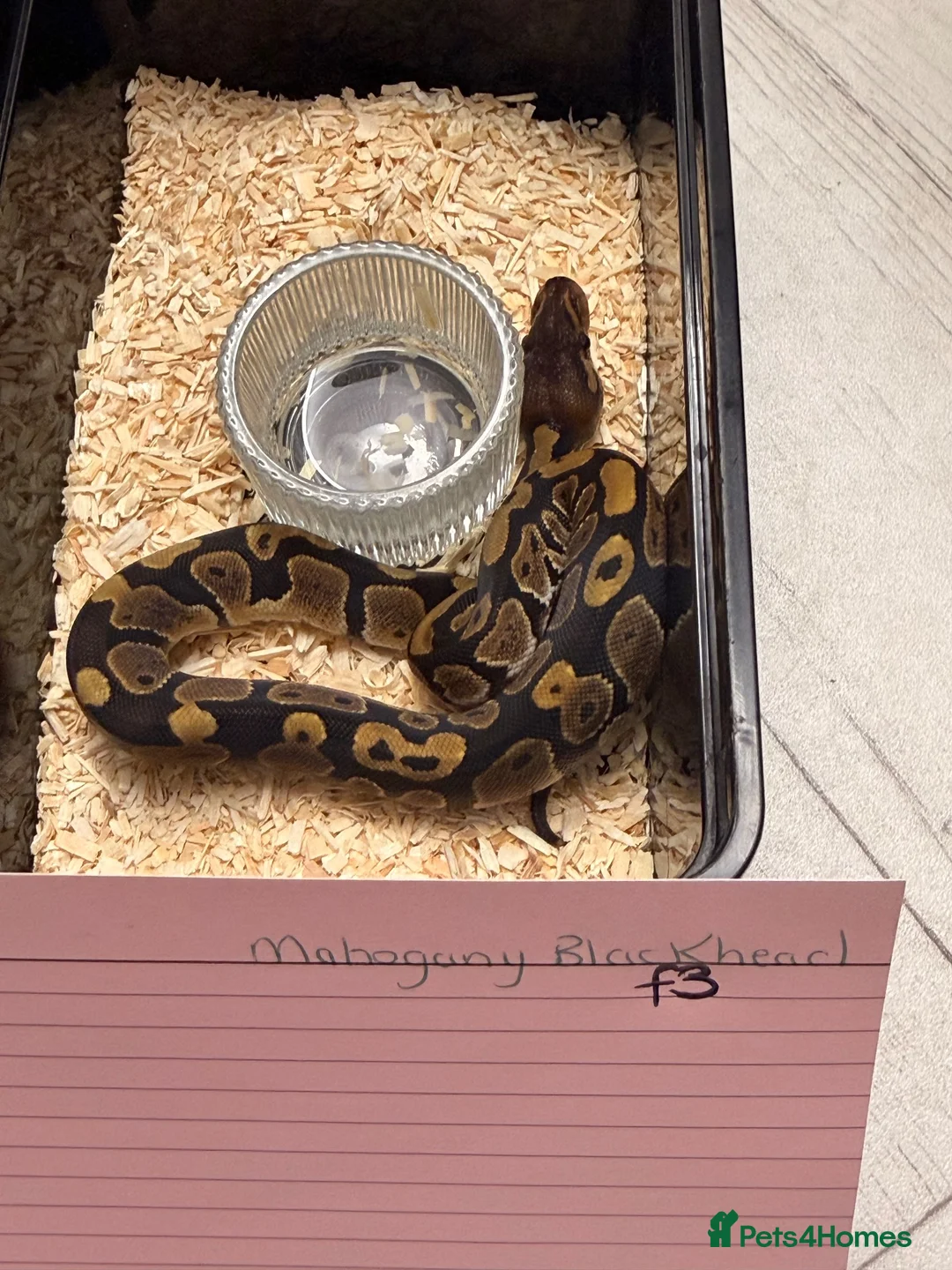 Python Snake reptiles for sale: Clown Clutch/Blackhead Mahogany  - Advert 2