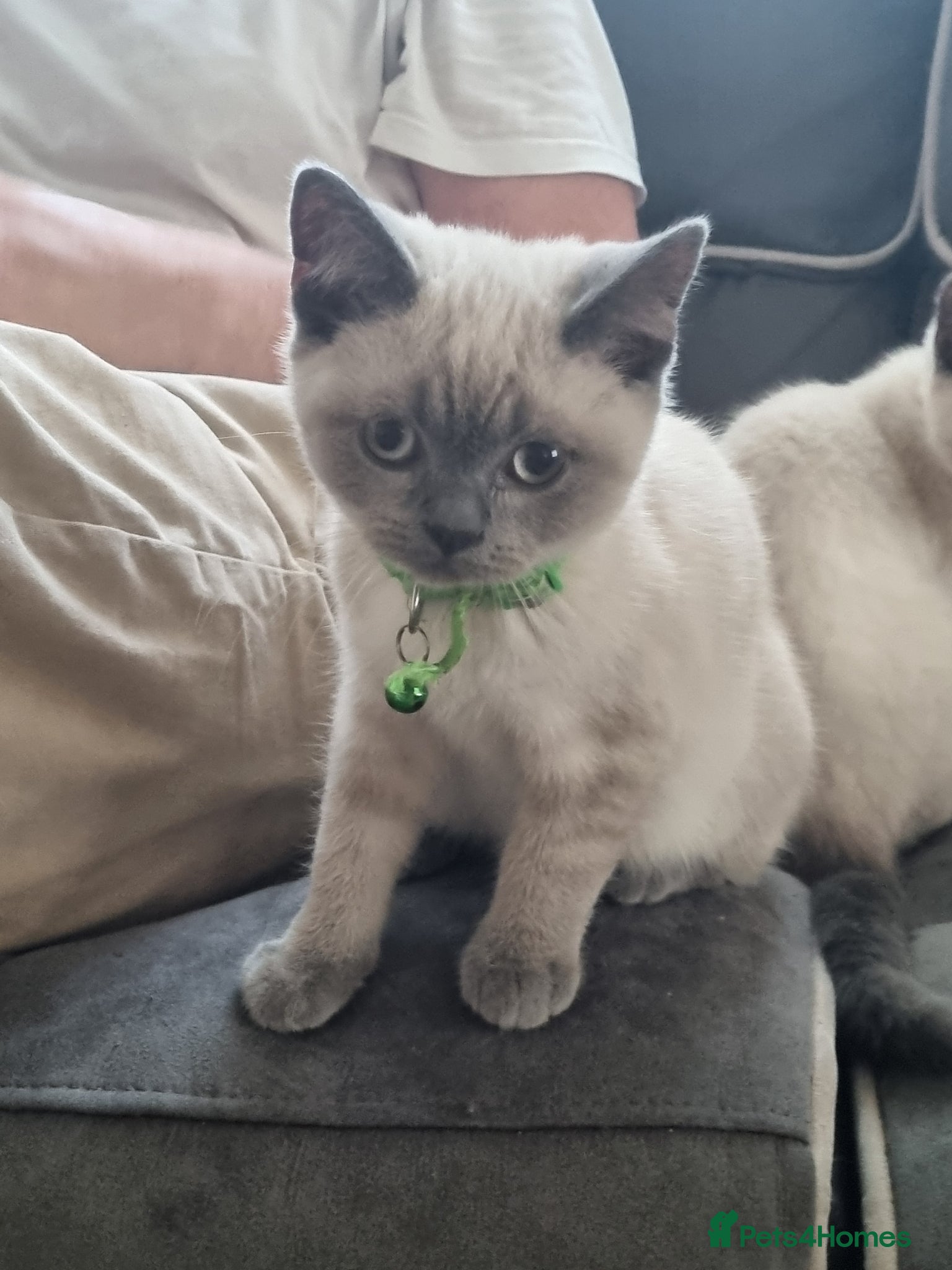 British Shorthair cats *PRICE REDUCED* ONLY 2 BOYS  LEFT COLOURPOINT BSH - Advert 2
