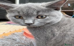 British Shorthair cats for sale: Beautiful Pedigree Shorthair only 3 remaining! - Image 7