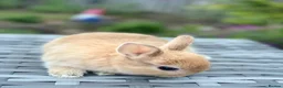 Netherland Dwarf rabbits for sale: Ready for New Home Purebred Netherland Dwarf  - Advert 6