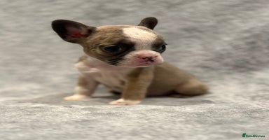 French Bulldog dogs 🐶 Beautiful Litter Of French Bulldogs 🐶 - Advert 7