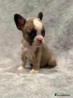 French Bulldog dogs 🐶 Beautiful Litter Of French Bulldogs 🐶 - Advert 7