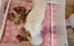 Cavapoo dogs for sale: Cute bundles of sweetness  - Image 6
