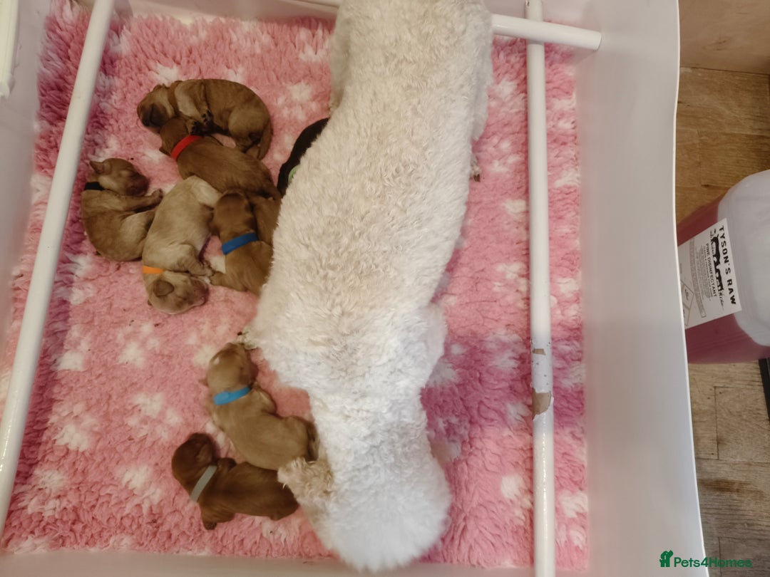 Cavapoo dogs for sale: Cute bundles of sweetness  - Image 6