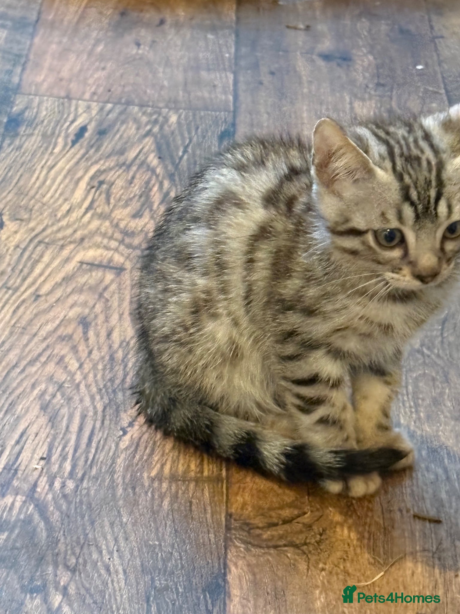 Bengal cats for sale: Registered Silver Spotted Bengal - Advert 4